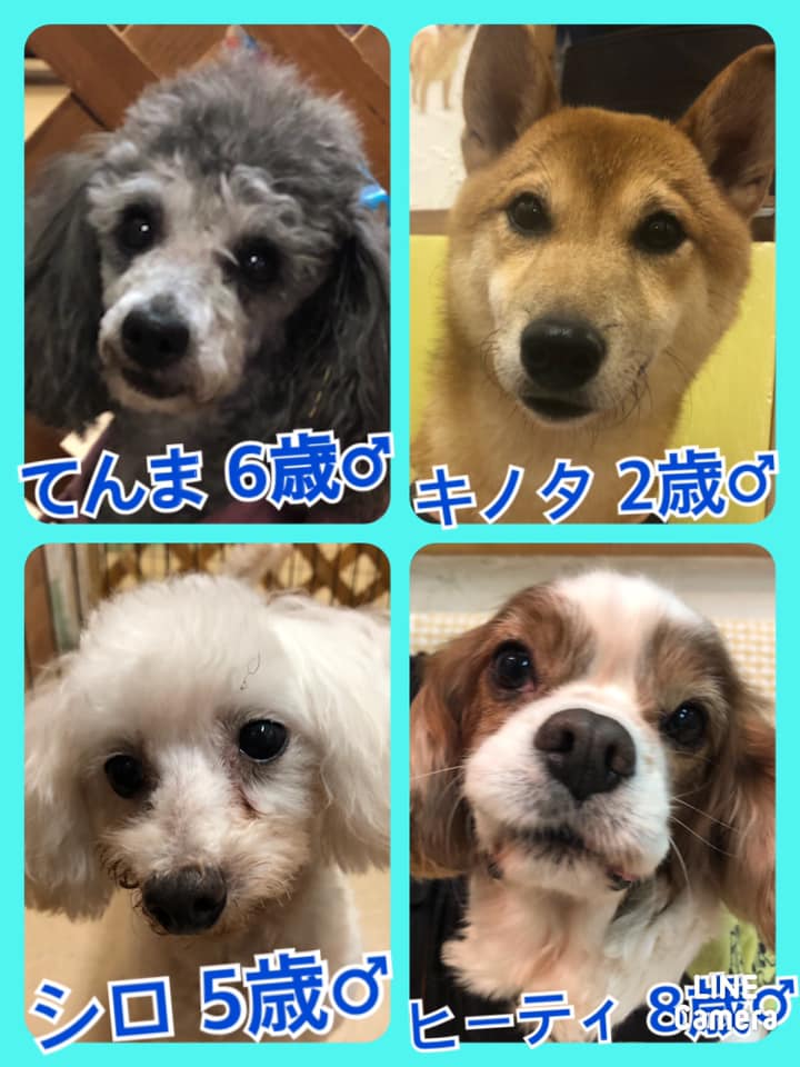 🐾今日の里親様募集中ワンコ🐶メンバーです🐾2020,9,13